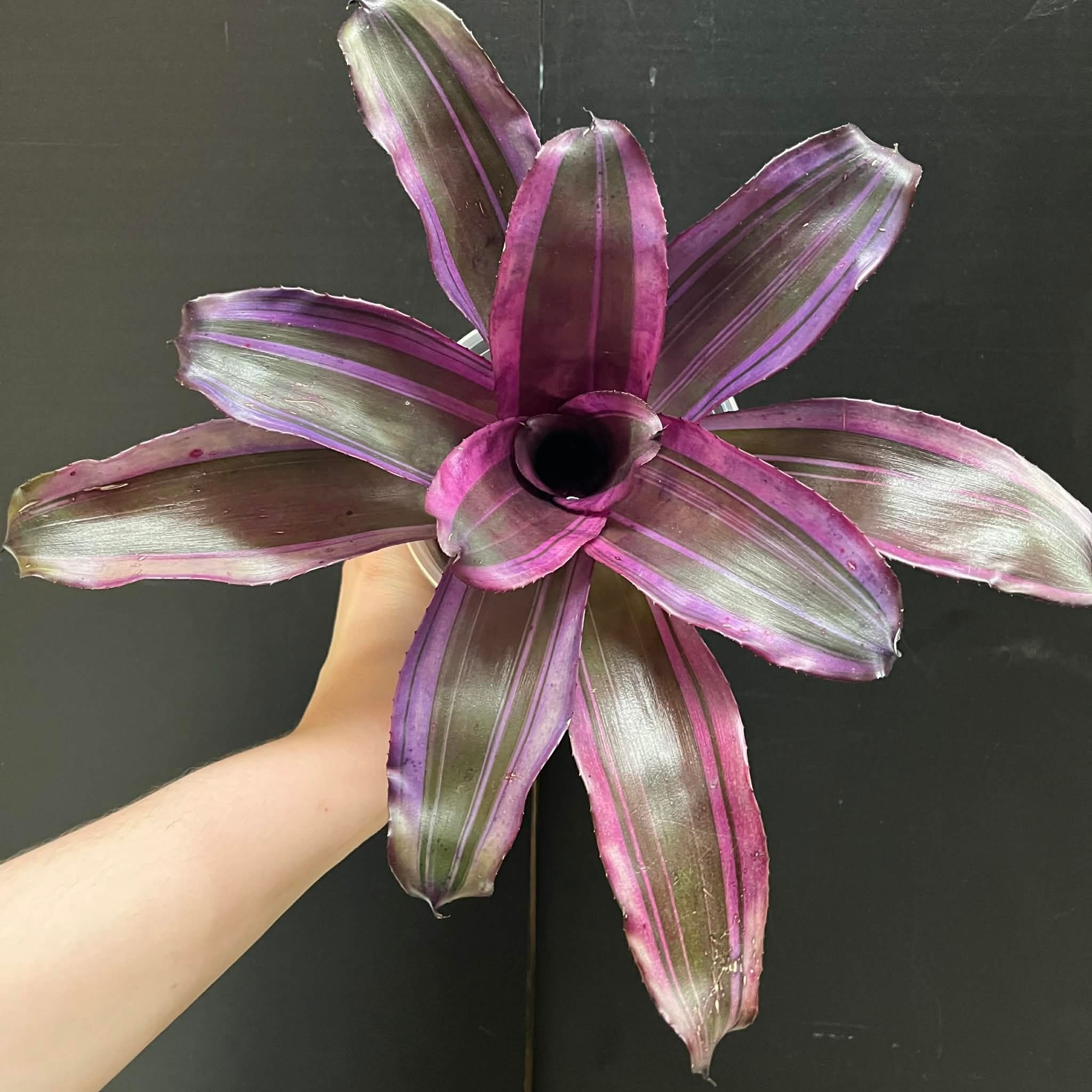 Magazoo Neoregelia 'Pink magic' Plant