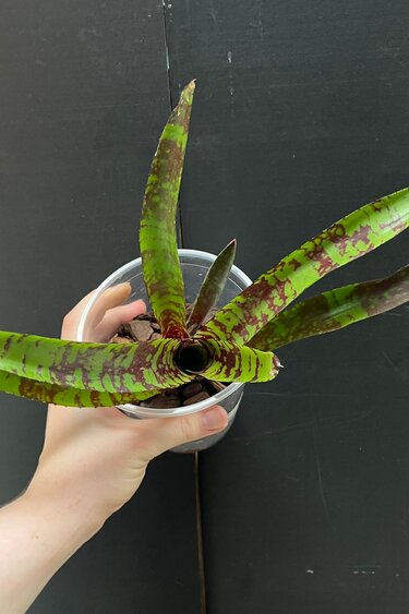 Magazoo Plante Neoregelia 'Guacamole'