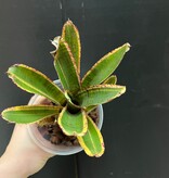 Magazoo Plante Neoregelia 'Renegade'