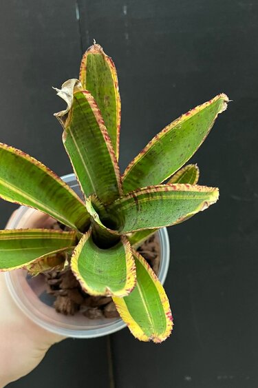 Magazoo Neoregelia 'Renegade' Plant