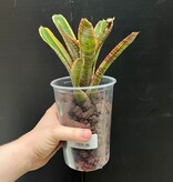 Magazoo Neoregelia 'Renegade' Plant