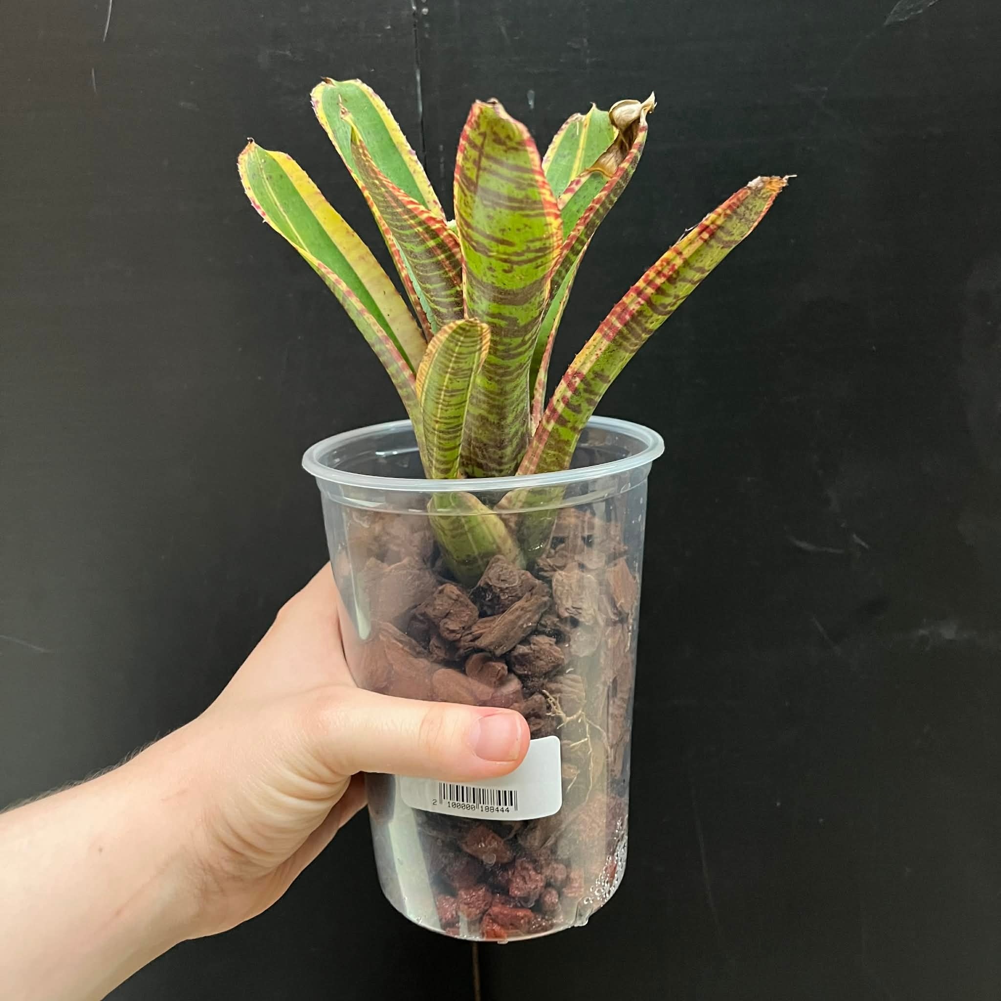 Magazoo Neoregelia 'Renegade' Plant