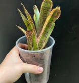 Magazoo Neoregelia 'Renegade' Plant