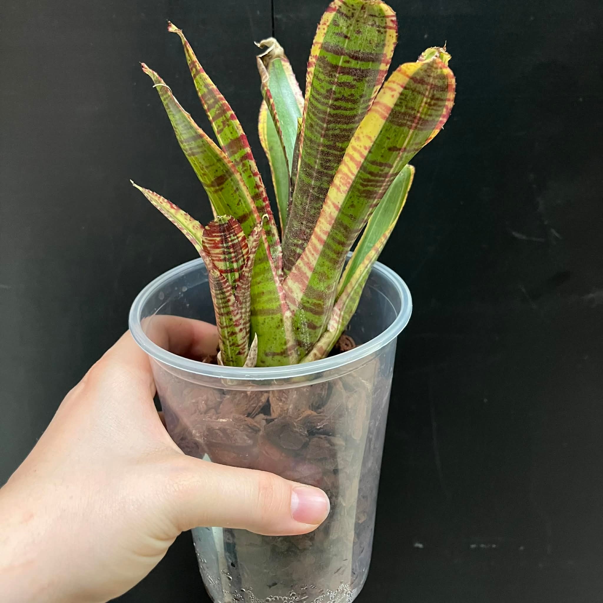 Magazoo Plante Neoregelia 'Renegade'