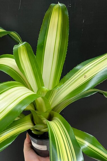 Magazoo Plante Bromeliads sp. XL