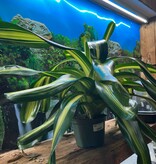 Magazoo Plante Bromeliads sp. XXL