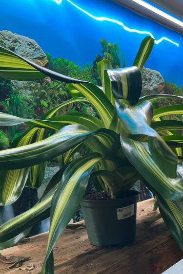 Magazoo Plante Bromeliads sp. XXL Plant