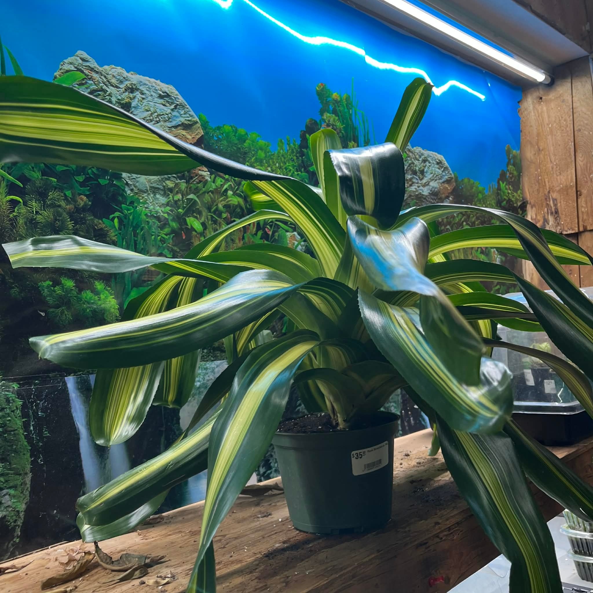 Magazoo Plante Bromeliads sp. XXL