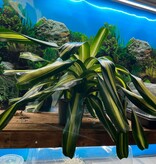 Magazoo Plante Bromeliads sp. XXL Plant