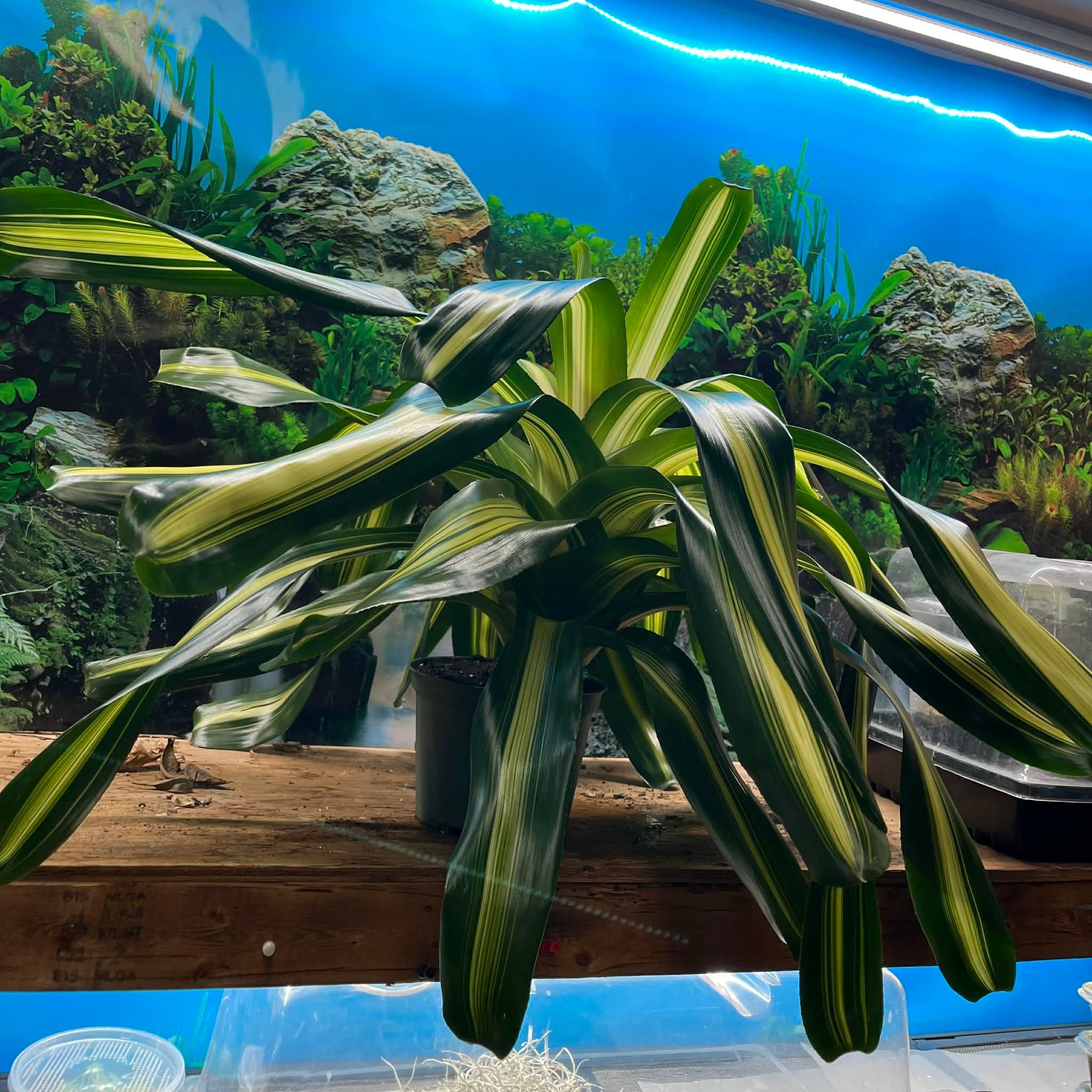 Magazoo Plante Bromeliads sp. XXL