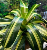 Magazoo Plante Bromeliads sp. XXL