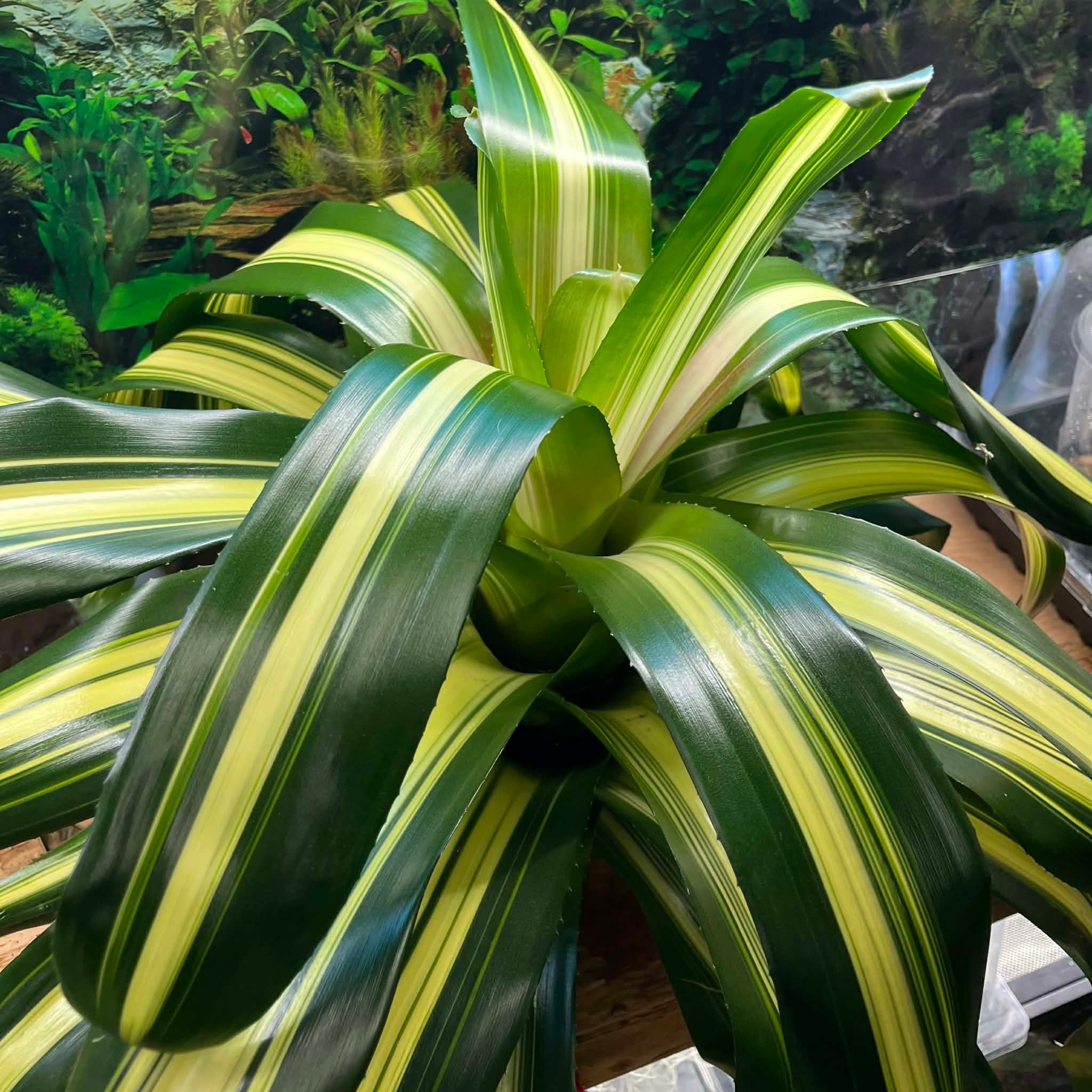 Magazoo Plante Bromeliads sp. XXL Plant