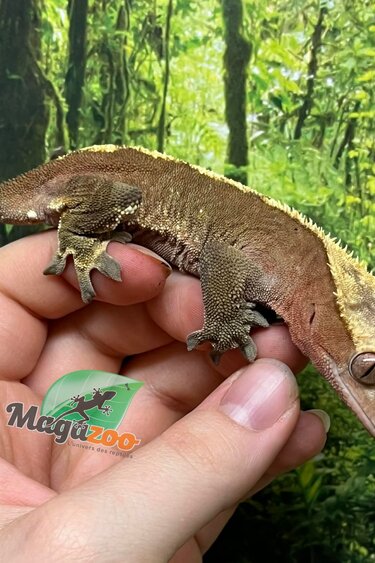 Magazoo Gecko à Crête Flame  Femelle (6 ans+)  / Adoption 2ième chance