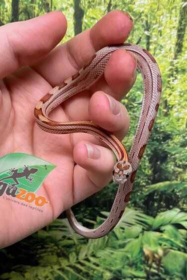 Magazoo Serpent des blés Motley (D. het. Amel Anery) Bébé