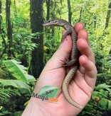 Magazoo Varan à queue épineuse jaune (Ackie) Bébé Élevé en captivité / Adoption - (2ième chance)