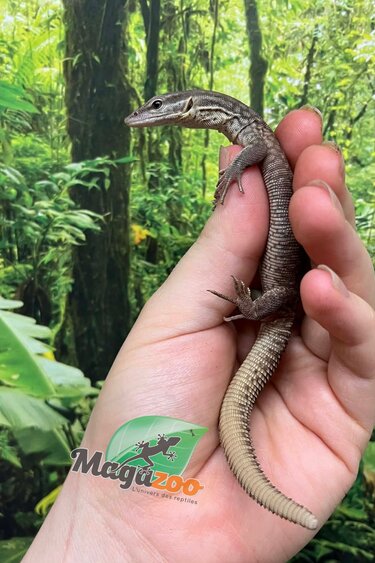 Magazoo Baby Yellow Ackie Monitor Raised in captivity / 2nd chance -  Adoption