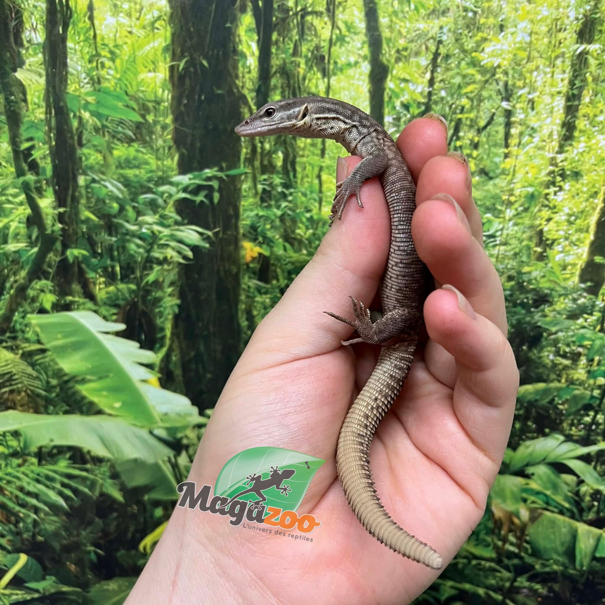 Magazoo Baby Yellow Ackie Monitor Raised in captivity / 2nd chance -  Adoption