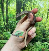 Magazoo Baby Yellow Ackie Monitor Raised in captivity / 2nd chance -  Adoption