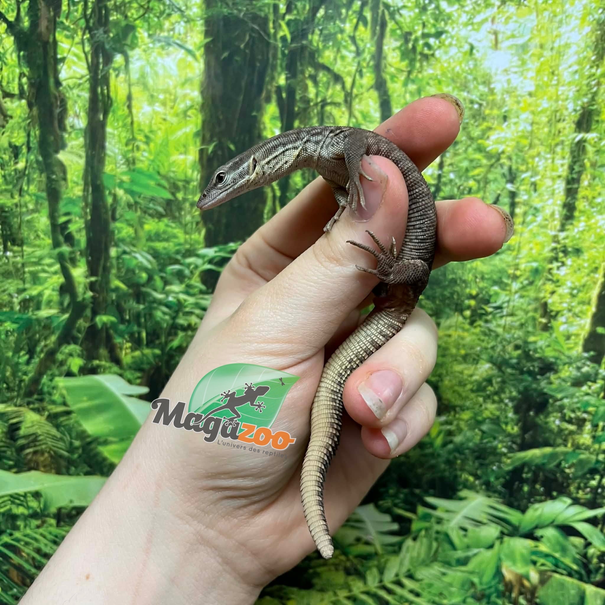 Magazoo Varan à queue épineuse jaune (Ackie) Bébé Élevé en captivité / Adoption - (2ième chance)