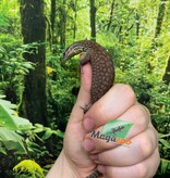 Magazoo Baby Yellow Ackie Monitor Raised in captivity / 2nd chance -  Adoption