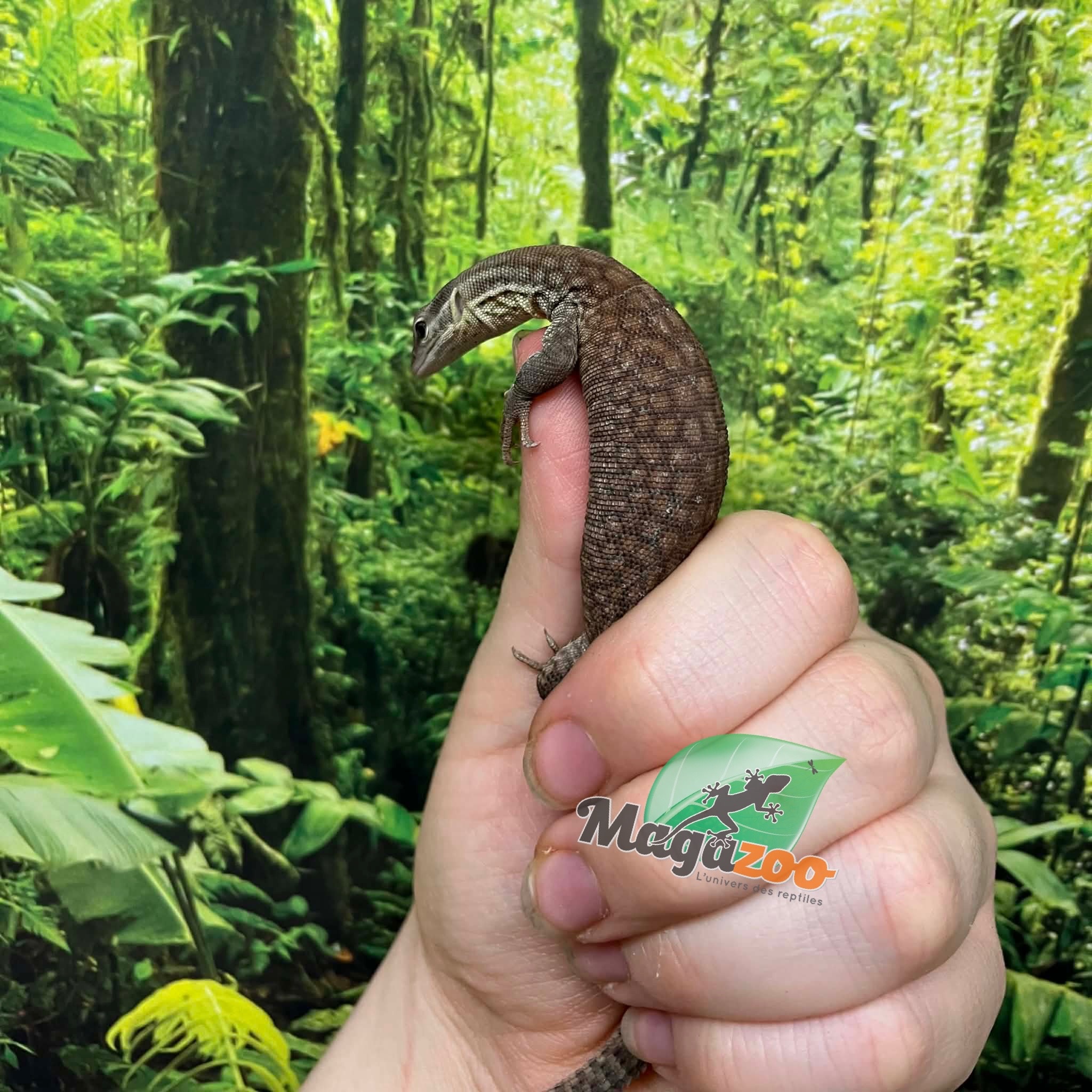 Magazoo Baby Yellow Ackie Monitor Raised in captivity / 2nd chance -  Adoption