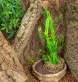 ReptiZoo REPTIZOO RZ-DF05 2-In-1 Height Adjustable Bamboo Planter Dripper