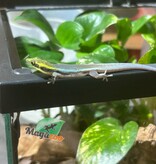 Magazoo Female Neon day gecko Captive Born 06/26/25
