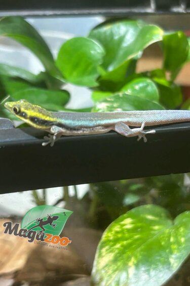 Magazoo Female Neon day gecko Captive Born 06/26/25