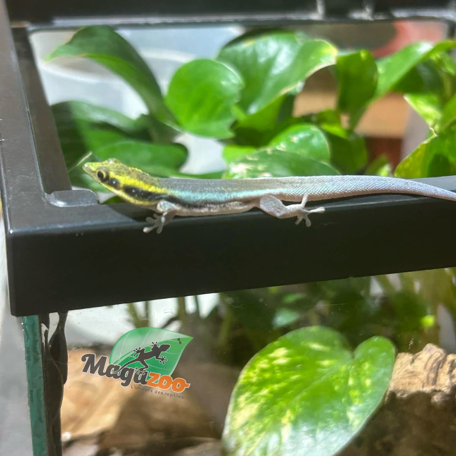 Magazoo Gecko diurne Néon Femelle  né en captivité 26/06/25