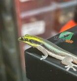 Magazoo Female Neon day gecko Captive Born 06/26/25