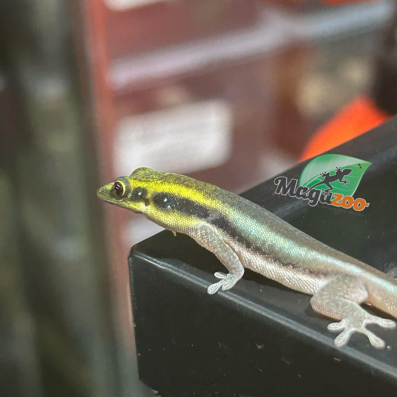 Magazoo Female Neon day gecko Captive Born 06/26/25