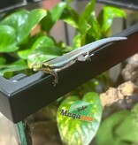 Magazoo Gecko diurne Néon Femelle  né en captivité 26/06/25