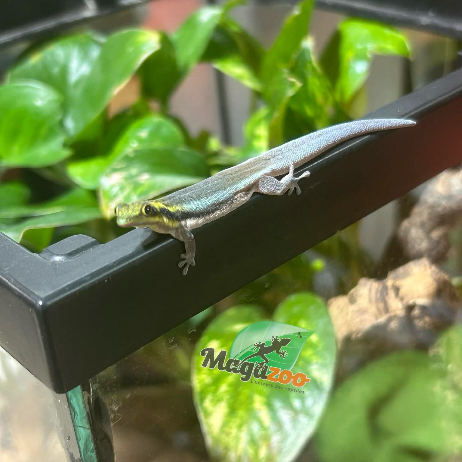 Magazoo Gecko diurne Néon Femelle  né en captivité 26/06/25