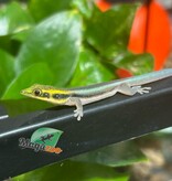 Magazoo Gecko diurne Néon Femelle  né en captivité 26/06/25