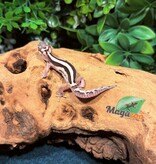 Magazoo Macksnow Blacknight jungle Male Leopard gecko 02/13/26