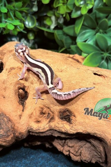 Magazoo Gecko léopard Macksnow Blacknight jungle Male 13/02/26