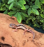 Magazoo Gecko léopard Macksnow Blacknight jungle Male 13/02/26