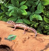 Magazoo Macksnow Blacknight jungle Male Leopard gecko 02/13/26