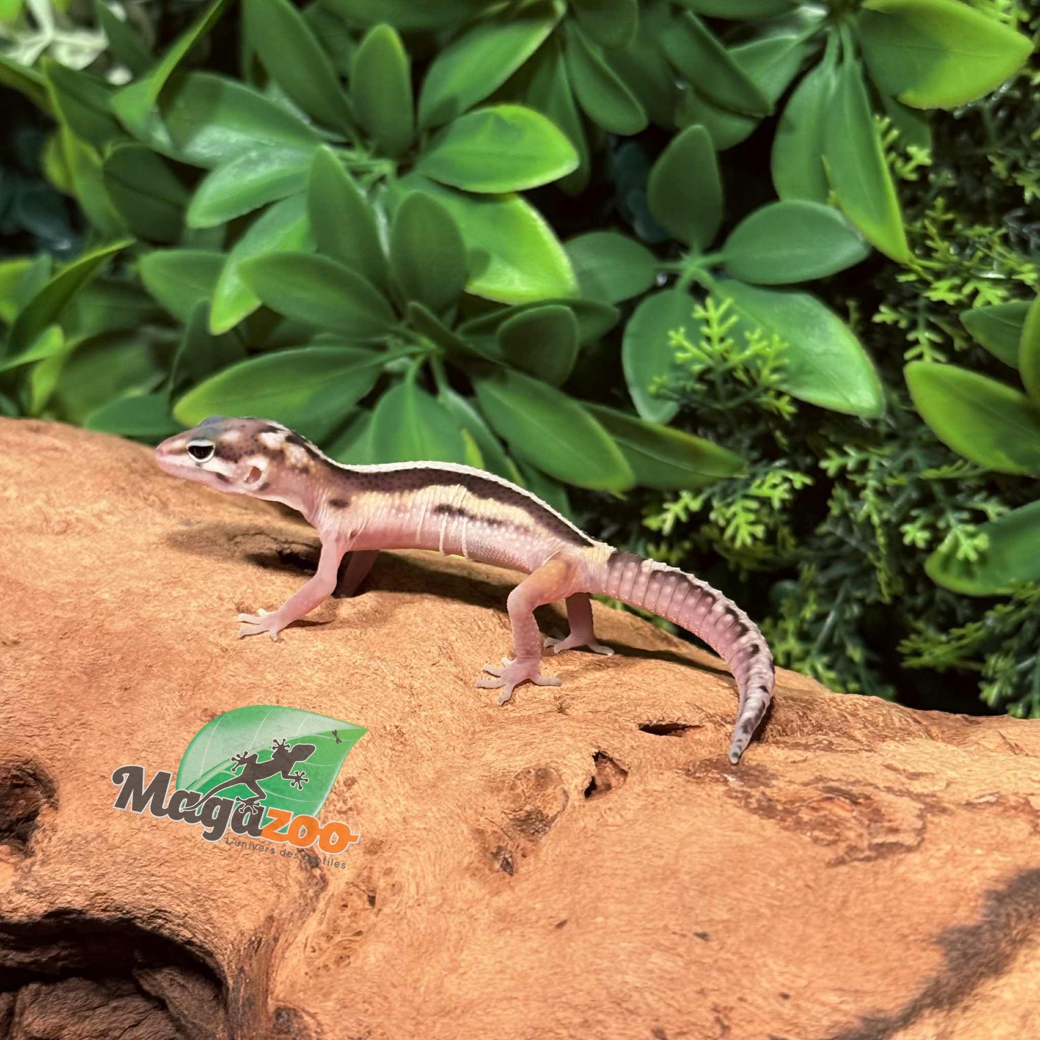 Magazoo Gecko léopard Macksnow Blacknight jungle Male 13/02/26