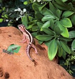 Magazoo Gecko léopard Macksnow Blacknight jungle Male 13/02/26