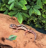 Magazoo Macksnow Blacknight jungle Male Leopard gecko 02/13/26