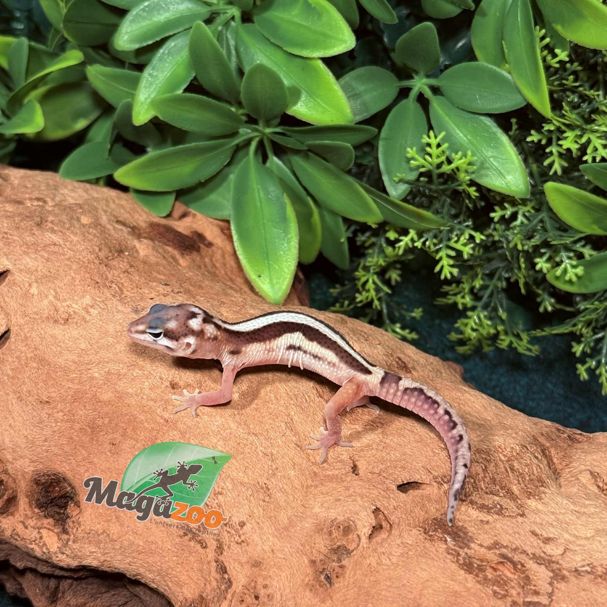 Magazoo Gecko léopard Macksnow Blacknight jungle Male 13/02/26