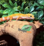 Magazoo Gecko léopard Tangerine Emerine Mâle 20/9/25