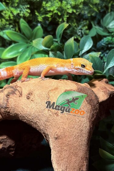 Magazoo Tangerine Emerine Male Leopard gecko 09/20/25