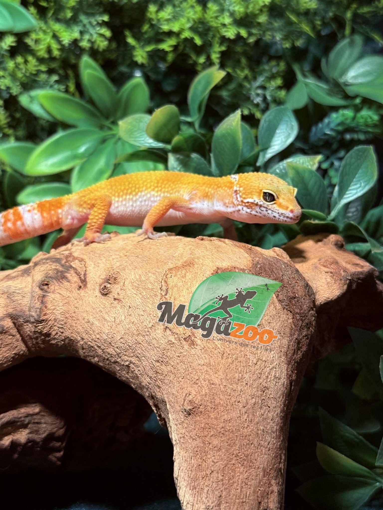Magazoo Tangerine Emerine Male Leopard gecko 09/20/25