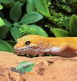 Magazoo Gecko léopard Tangerine Emerine Mâle 20/9/25