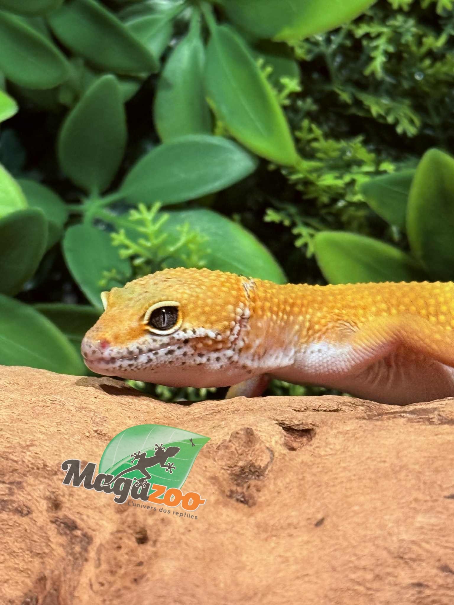 Magazoo Tangerine Emerine Male Leopard gecko 09/20/25