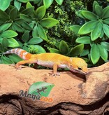 Magazoo Gecko léopard Tangerine Emerine Mâle 20/9/25