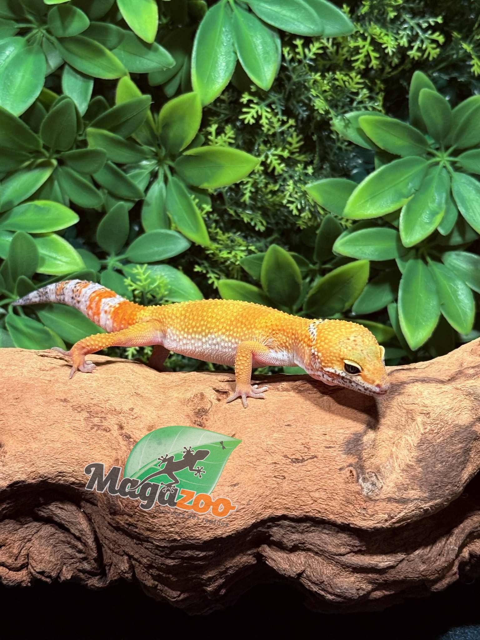 Magazoo Gecko léopard Tangerine Emerine Mâle 20/9/25