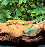 Magazoo Gecko léopard Tangerine Emerine Mâle 20/9/25